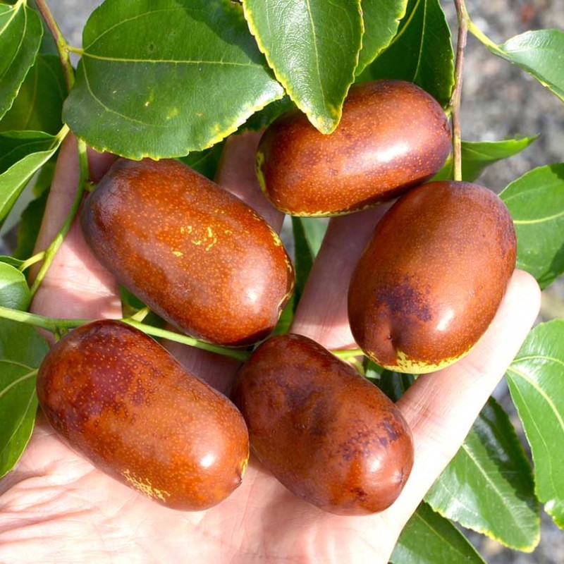 Jujuba - Čínske datle (Ziziphus jujuba) HUPING