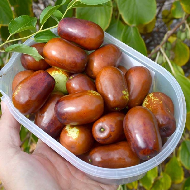 Jujube Tree (Ziziphus jujuba) JINCHANG No.1