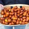 Jujube Tree (Ziziphus jujuba) LANG