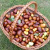 Jujube Tree (Ziziphus jujuba) LANG