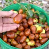 Jujube Tree (Ziziphus jujuba) LANG