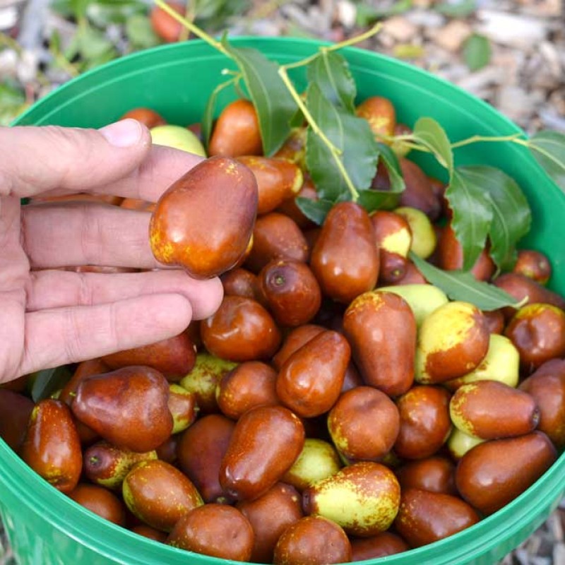 Jujube Tree (Ziziphus jujuba) LANG