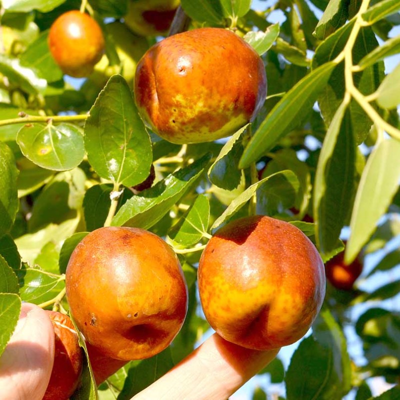 Jujuba - Čínske datle (Ziziphus jujuba) LI