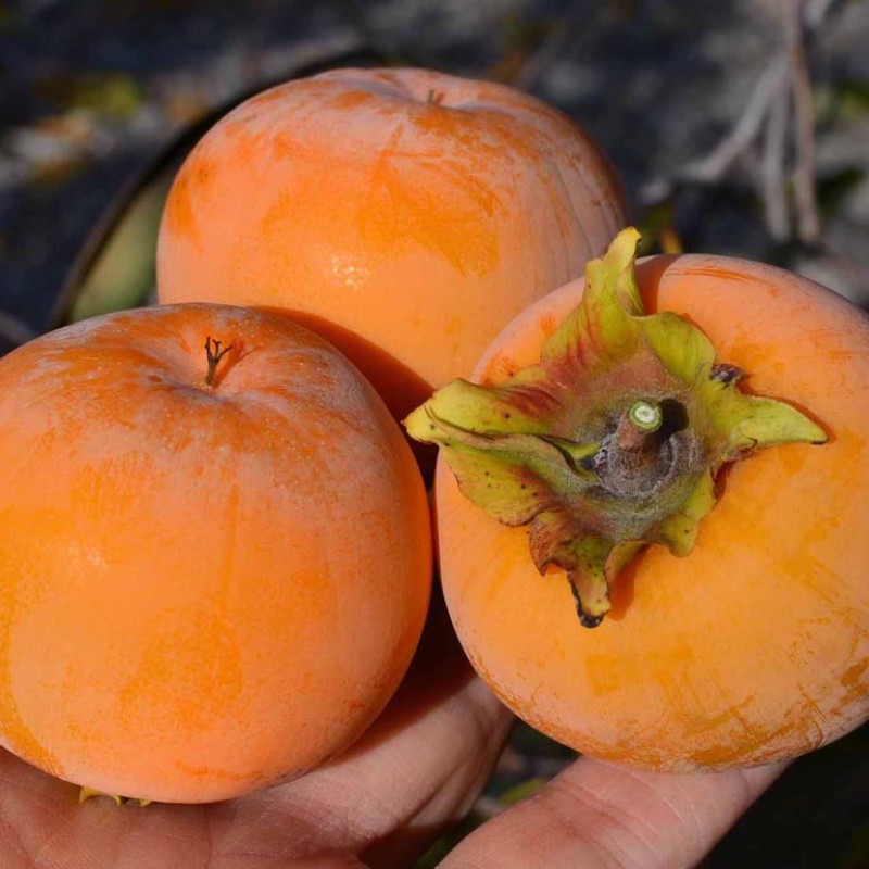Hurmi Kaki (Diospyros kaki) BOŽIJ DAR