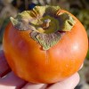 Hurmi Kaki (Diospyros kaki) CANGZHOU