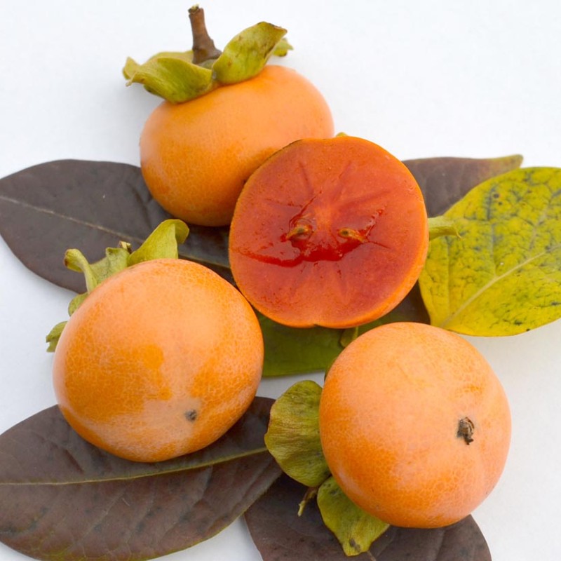 Hurmi Kaki (Diospyros kaki) CHINEBULI