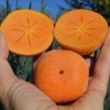 Hurmi Kaki (D. kaki x D. virginiana) DAR SOFIEVKY