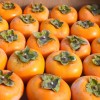 Hurmi Kaki (D. kaki x D. virginiana) DAR SOFIEVKY