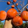 Hurmi Kaki (D. kaki x D. virginiana) DAR SOFIEVKY