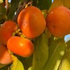 Hurmi Kaki (D. kaki x D. virginiana) DAR SOFIEVKY