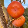 Hurmi Kaki (D. kaki x D. virginiana) DAR SOFIEVKY