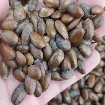 Diospyros virginiana seeds