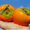 Kaki (Diospyros kaki) DUNAJ
