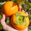 Kaki (Diospyros kaki) DUNAJ