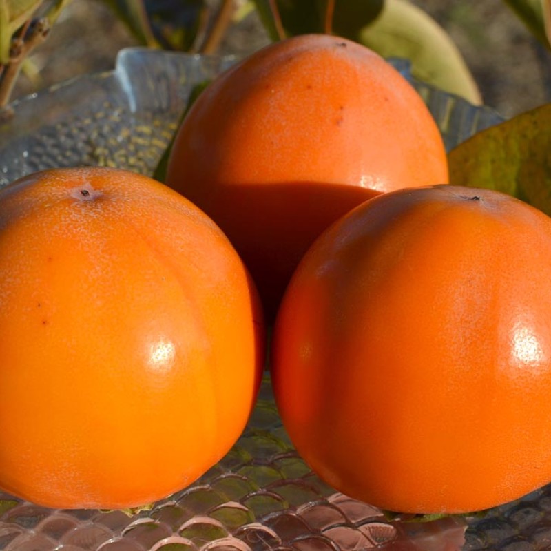 Hurmi Kaki (D.kaki x D.virginiana) GORA GOVERLA