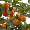 Hurmi Kaki (D.kaki x D.virginiana) GORA GOVERLA