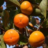 Kaki (D. kaki x D. virginiana) GORA ROMAN KOSCH