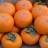 Persimmon Trees