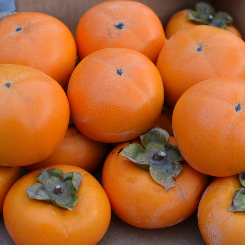 Kaki (D. kaki x D. virginiana) GORA ROMAN KOSCH
