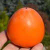 Persimmon (Diospyros kaki) HACHIYA