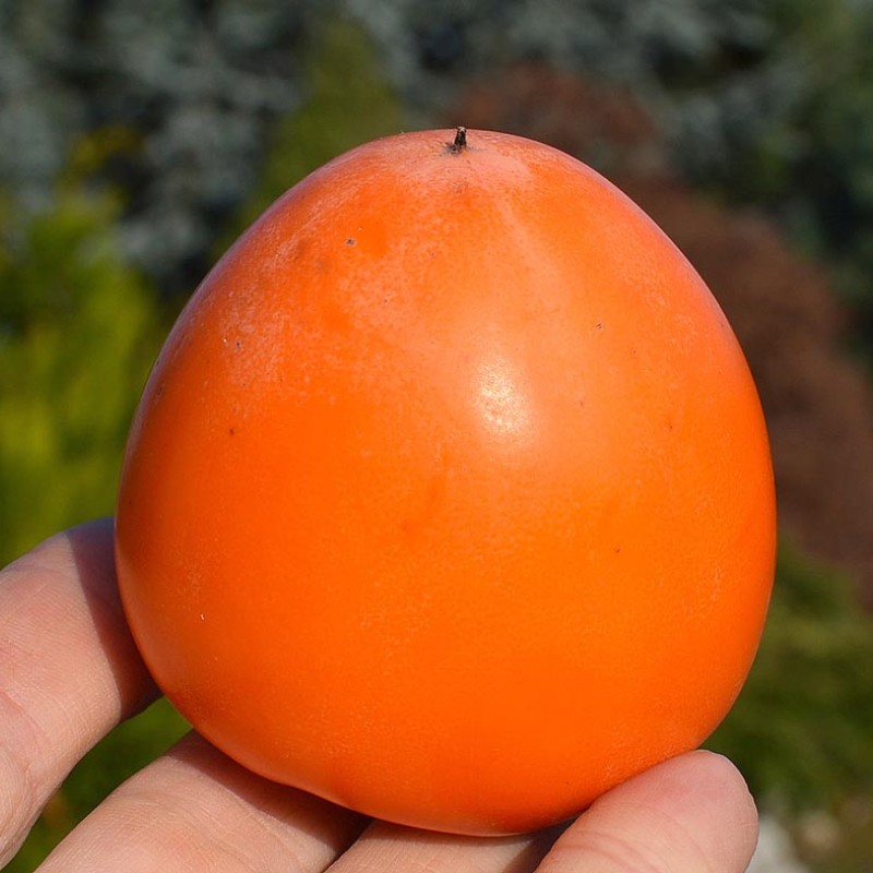 Persimmon (Diospyros kaki) HACHIYA
