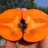 Persimmon (Diospyros kaki) HACHIYA
