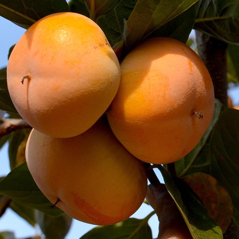 Hurmi Kaki (Diospyros kaki) HANA FUYU