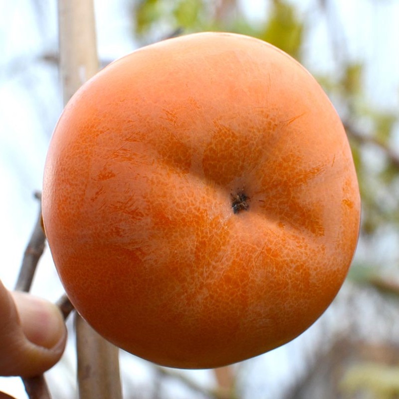 Hurmi Kaki (Diospyros kaki) JIRO