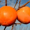 Hurmi Kaki (Diospyros kaki) KOSHU HYAKUME
