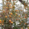 Hurmi Kaki (Diospyros kaki) KOSHU HYAKUME