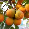 Hurmi Kaki (Diospyros kaki) KOSTATA