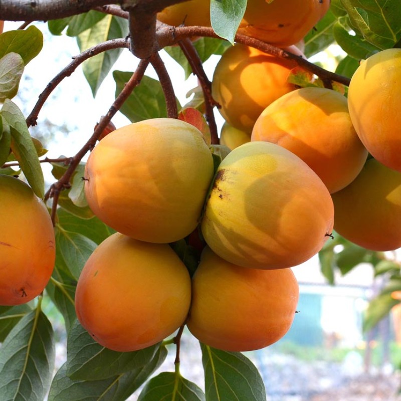 Hurmi Kaki (Diospyros kaki) KOSTATA