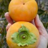 Hurmi Kaki (Diospyros kaki) KOSTATA