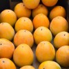Hurmi Kaki (Diospyros kaki) KOSTATA