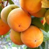 Hurmi Kaki (Diospyros kaki) KOSTATA