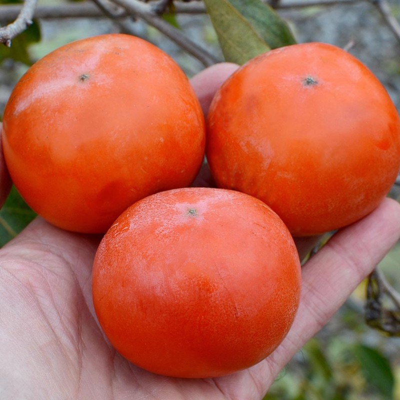 Hurmi Kaki (Diospyros kaki) MATSUMOTO WASE FUYU
