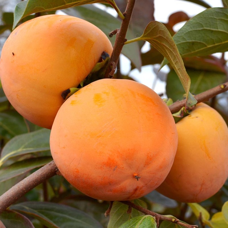 Hurmi Kaki (Diospyros kaki) MRIJA