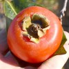 Hurmi Kaki (D.kaki x D.virginiana) NIKITA´s GIFT