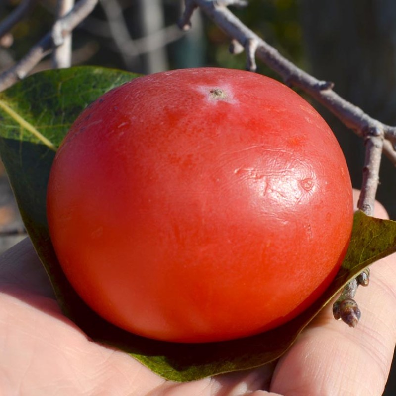 Hurmi Kaki (D.kaki x D.virginiana) NIKITA´s GIFT