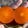 Hurmi Kaki (D.kaki x D.virginiana) NIKITA´s GIFT