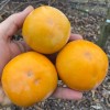 Hurmi Kaki (D. kaki x D. virginiana) PAMJAŤ ČERŇAJEVA