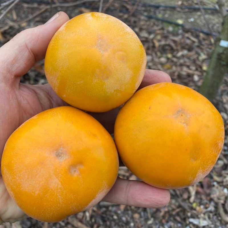 Hurmi Kaki (D. kaki x D. virginiana) PAMJAŤ ČERŇAJEVA