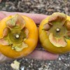 Hurmi Kaki (D. kaki x D. virginiana) PAMJAŤ ČERŇAJEVA