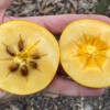 Hurmi Kaki (D. kaki x D. virginiana) PAMJAŤ ČERŇAJEVA