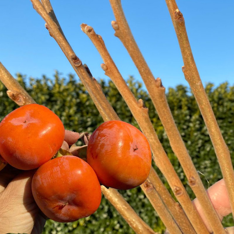 Hurmi Kaki (D. kaki x D. virginiana) DAR SOFIEVKY