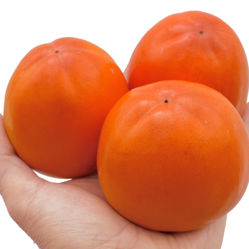 Hurmi Kaki (Diospyros kaki) ROJO BRILLANTE