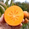 Hurmi Kaki (Diospyros kaki) ROJO BRILLANTE