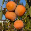 Hurmi Kaki (D.kaki x D.virginiana) ROSSIJANKA