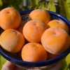 Hurmi Kaki (D.kaki x D.virginiana) ROSSIJANKA
