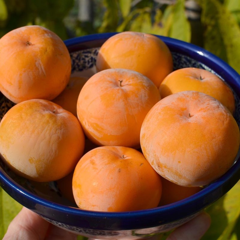 Hurmi Kaki (D.kaki x D.virginiana) ROSSIJANKA